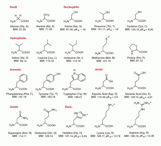 The 20 Amino Acids